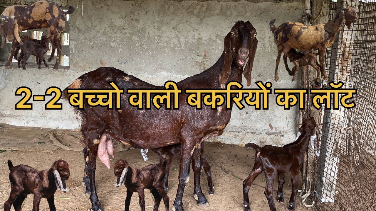 14 बकरी 1 ब्रीडर 20 बच्चे (राजस्थान गोट फ़ार्म अजमेर ) जय  तोषिक 9783341533