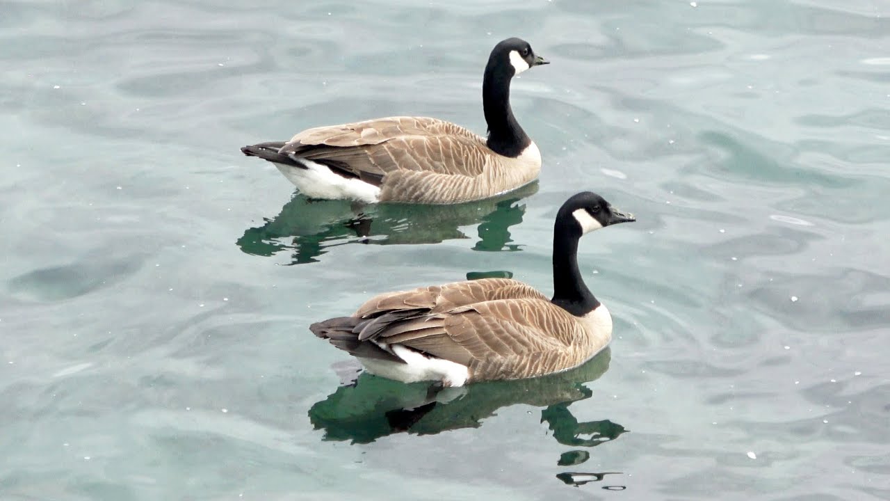 Sound of Canada Goose