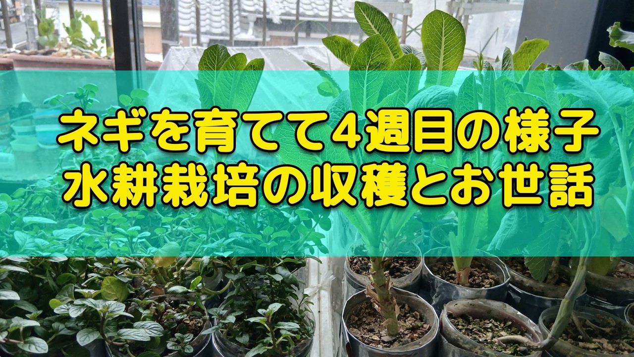 【LIVE】ネギの植え替え作業と水耕栽培の野菜を収穫。心地よいBGMと緑に癒やされる静かな時間 🌱Green Hydroponics Daily Care