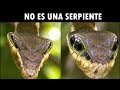 10 Cosas Fascinantes Que Los Animales Hacen Y Tu NO Lo Sabías