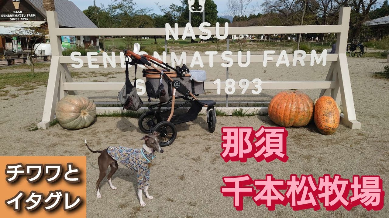 【チワワ】千本松牧場で遊んでからキャンプへGO！【イタグレ】
