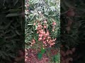 lichi 2026  #funny #comedy #shan ❤️❤️🍉🍉🍎🍎🍎