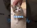 【名前は うみ】保護してから1日経ちました。#猫 #子猫 #元保護猫 #愛猫