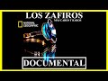 💎 LOS ZAFIROS MÁS CAROS DEL MUNDO  💎 // Zafiros:Documental