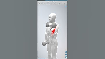 STANDING DUMBBELL BICEPS CURL | ARMS