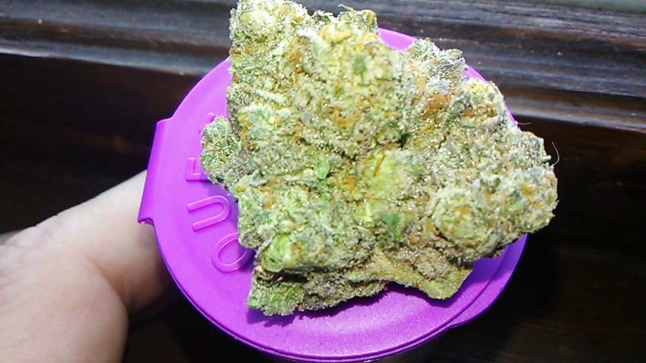 Gelateria by Fox Hollow Flora!