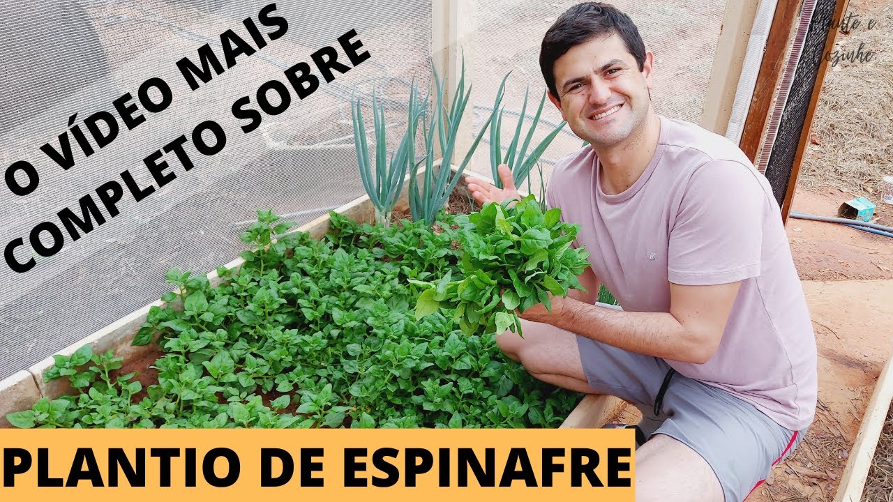 COMO PLANTAR ESPINAFRE ORGÂNICO NA HORTA DE CASA. O QUE FAZER DO PLANTIO ATÉ A COLHEITA (Ep102)