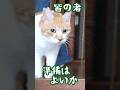 毎朝パトロールへ行く猫武将 #元野良猫チャチャ #ねこ #cat #ちゃちゃ #猫 #猫武将 #猫侍