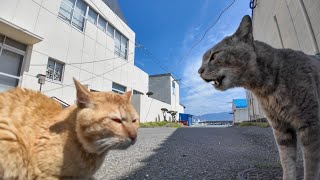 Cat fight in the square in front of a shop on Cat Island by 感動猫動画 4,726 views 6 days ago 2 minutes, 25 seconds