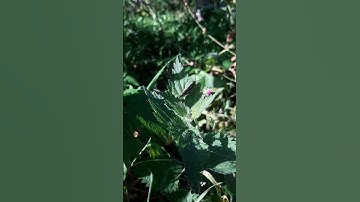 Grasshopper making noise by stridulation