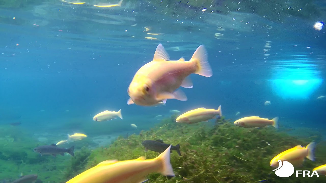 さかなと森の観察園 水産研究 教育機構 さかなと森の観察園 水産研究 教育機構