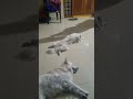 #sleep #sleepmusic #explore #dogshorts #dogslife #goodnight #friends