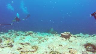 Dive site in Palau - New Drop Off @Scuttlefish5