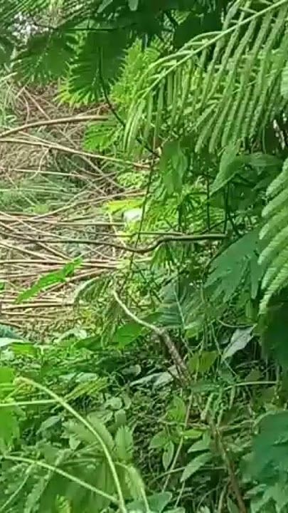 mikat burung tepus pipi perak menggunakan mp3 dan pulut