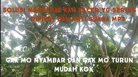 cara mikat kacer penakut dan gak mo turun