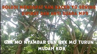 cara mikat kacer penakut dan gak mo turun