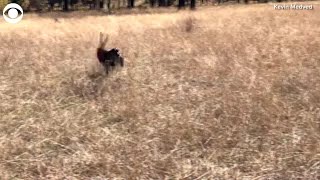 WEB EXTRA: Anti-Aging Pill For Dogs