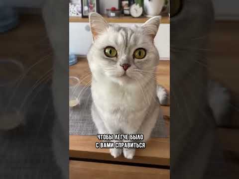 Видео: Как взять кошку в самолет (с картинками)