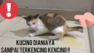 KUCING DIANIAYA SAMPAI TERKENCING KENCING!!