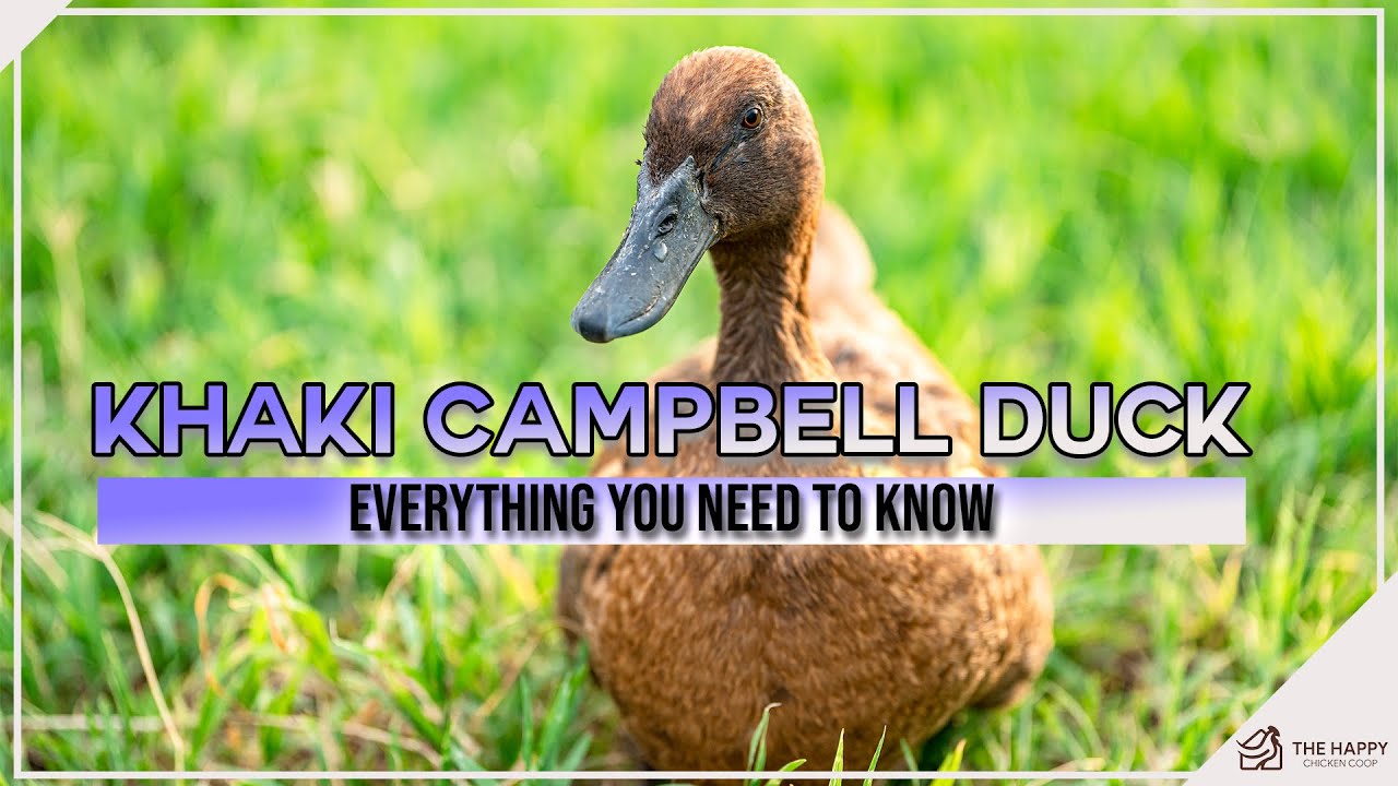 Khaki Campbell Duck Everything You Need To Know YouTube