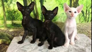 3 ORIENTAL KITTENS...2 EBONIES AND 1 WHITE SIAMESE and ORIENTAL KITTENS AVAILABLE Fall 2018 by Debbie Modderman 369 views 5 years ago 7 seconds