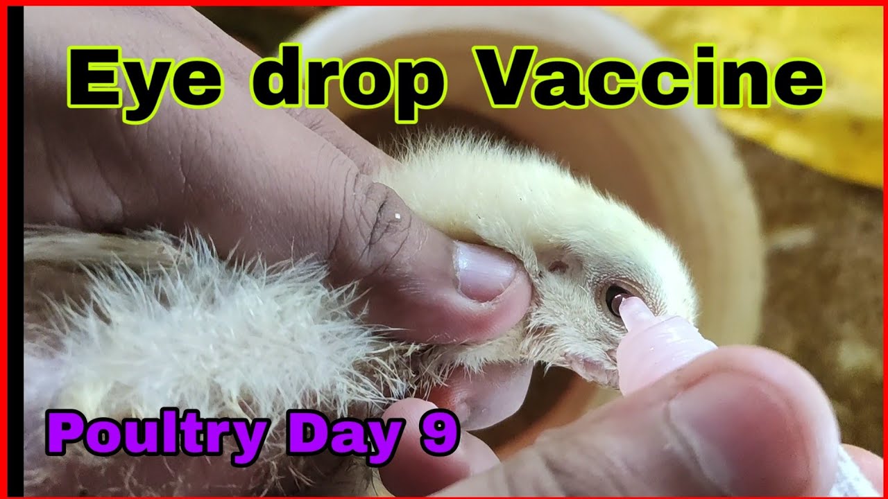 Poultry Eye drop vaccine Poultry Day 9 Poultry farm management