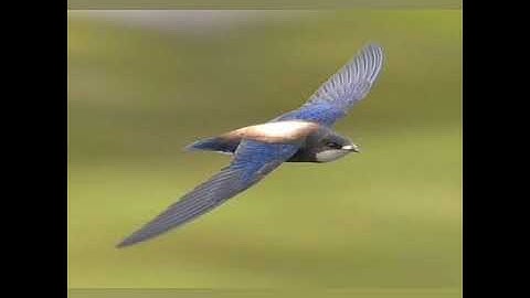 top 5 fastest bird in the world 🦅🦅🦅🦅