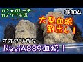 【カブトムシ・クワガタ】NesiA８８９血統オオクワガタの産卵セット割り出し！ニクウスバタケ材で大型血統爆産となったか！？「カツ★ガレーヂカブクワ生活 104」