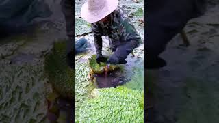 Teknik cerdas Cara Memotong Bunga Teratai #shorts