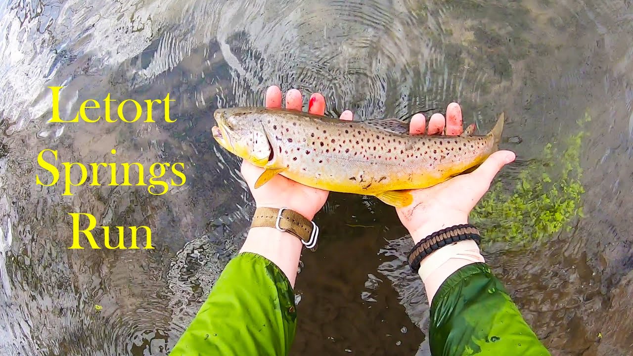 MONSTER Letort Springs Run Brown Trout - Winter Limestone Fishing
