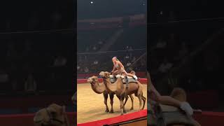 Flying Flip Off the Platform… Then Camel Surprise! 🐫😱