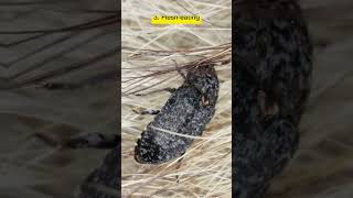 10 Types Of Beetles In The World