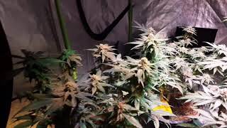 Day 41 of flower!!!! G13skunk whipped cherry's Dominion Seed Company, exotic genetics