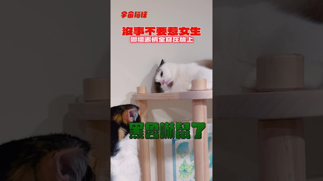 當你不小心惹女生生氣…這表情太真實了 #黑魯 #巴努 #貓咪吵架 #貓咪日常 縮圖