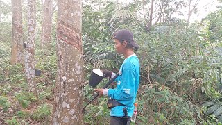 menyadap karet di malaysia.