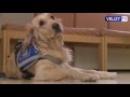 Ref:5AomudXSBHw Vlizy tv : handicap : atelier chiens guides  l'cole jean mac de vlizy