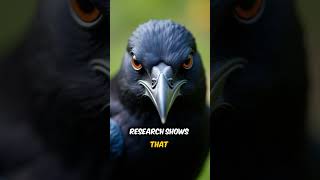 Unlocking Secrets: The Fascinating Language of Crows