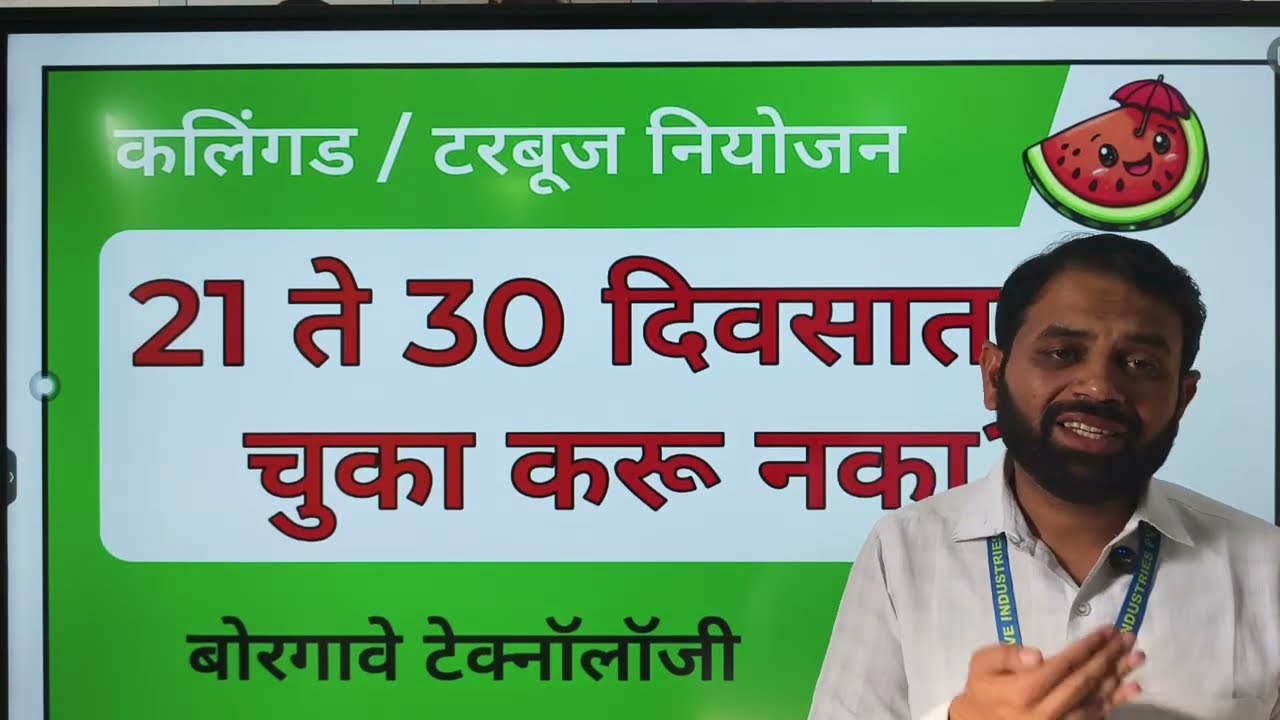 कलिंगड / टरबूज 21-30 दिवस या चुका करू नका? नियोजन लावा हे? सेटिंग महत्वाचे? #कलिंगड #टरबूज #बोरगावे 