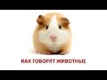 Как говорят животные. Развивающее видео для самых маленьких