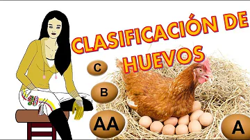 ¿Cuáles son las 3 clases de huevo?