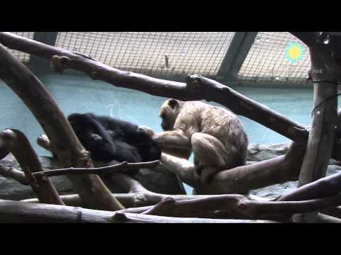 Video: Pet Scoop: D.C. Howler Monkey reikia pavadinimo, Ann Romney „Horse Heads for the Olympics“