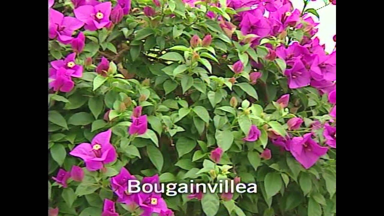 Tropical Plants for Your Patio YouTube