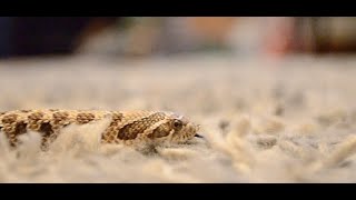 Hognose Snake care guide! (2022) How to care for a hognose snake and what you'll need.