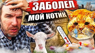 Котик заболел. Рождение козлят и наши покупки. Деревенский дневник.