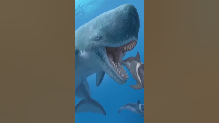 El Rival Más Fuerte 💪🏻 Que Tuvo El Megalodon 🦈 #short #youtubeshort #youtube