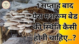 111. पैरा मशरूम बेड बनाने के बाद उसकी देखभाल कैसे करें.. Paddy Straw Mushroom uttampatel mushroom