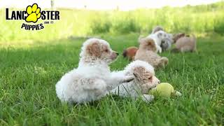 Lively Eskipoo Puppies