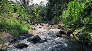 Calming Water Sounds in a Peaceful River Scene for Drift Away & Embrace Nature Calm