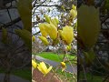 🌼 YELLOW, 🌸 Pink, White MAGNOLIA Buds, and 🐢 TURTLES | NYC Central Park and NYBG #shorts #nyc  @nybg