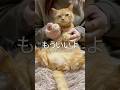 【猫ダンス/もういいよ~こっちのけんと】#cat #猫 #shorts